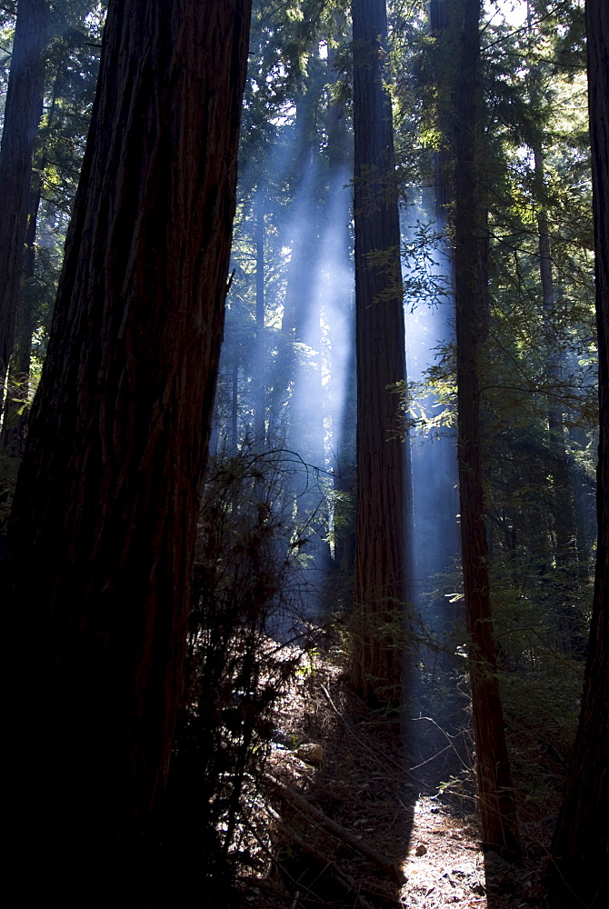 Redwood forest, Ventana, Big Sur, California, United States of America, North America