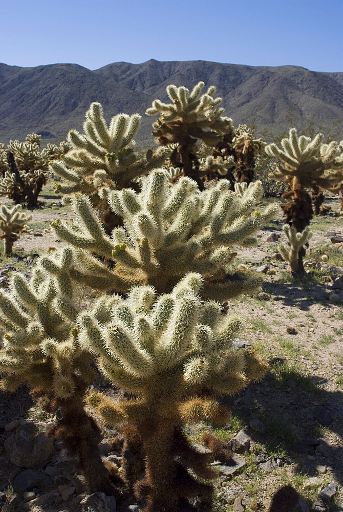 Cholla cactus Gardens, Joshua Tree National Park, California, United States of America, North America