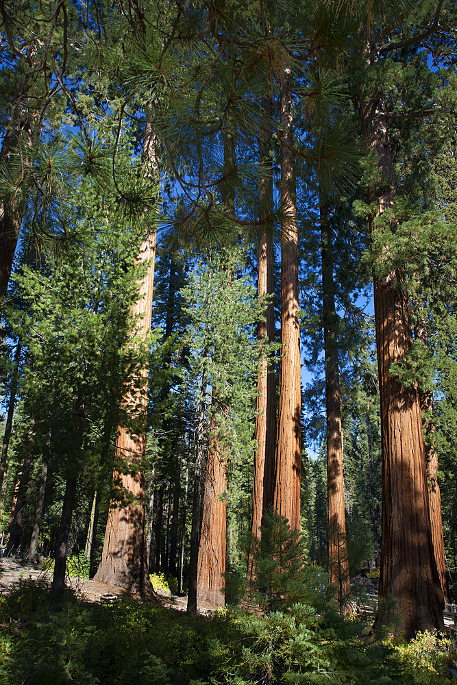 Mariposa Grove, Yosemite National Park, UNESCO World Heritage Site, California, United States of America, North America