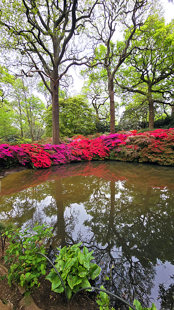 Azaleas, Isabella Plantation
