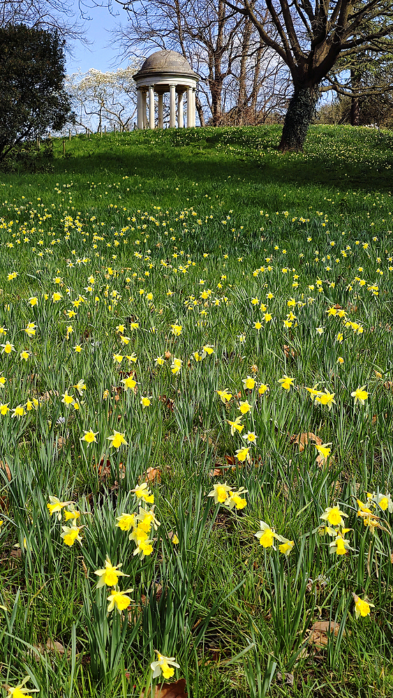 Daffodil Hill, Kew Gardens