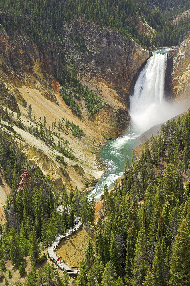 Lower Falls on the Yellowstone River, Grand Canyon of the Yellowstone, from Lookout Point, North Rim, Yellowstone National Park, UNESCO World Heritage Site, Wyoming, United States of America, North America