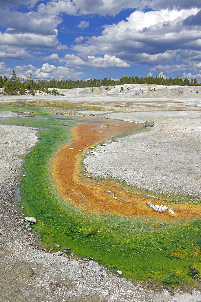 Whirligig Geyser runoff, Porcelain Basin, Norris Geyser Basin, Yellowstone National Park, UNESCO World Heritage Site, Wyoming, United States of America, North America