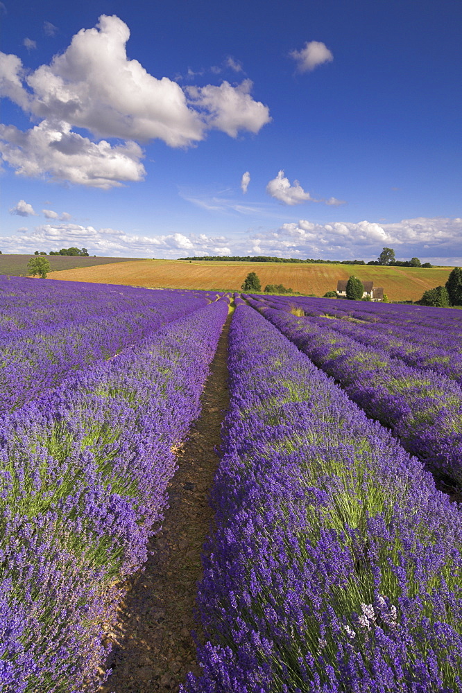 Rows of lavender plants at Snowshill Lavender Farm, Broadway, Worcestershire, Cotswolds, England, United Kingdom, Europe