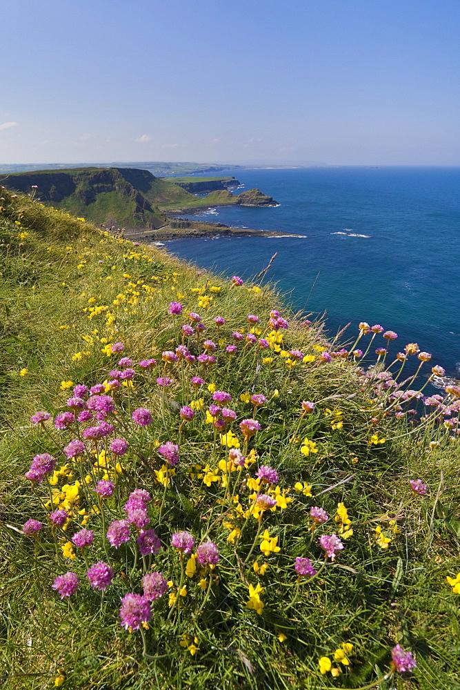 Pink sea thrift on cliff top, North Antrim coast path to the Giant's Causeway, County Antrim, Ulster, Northern Ireland, United Kingdom, Europe