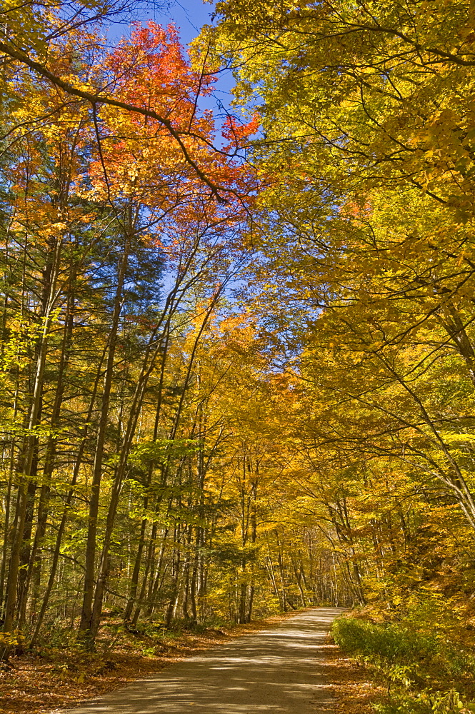 Autumn fall colours, Vermont back country road near West Arlington, Virginia, United States of America, North America