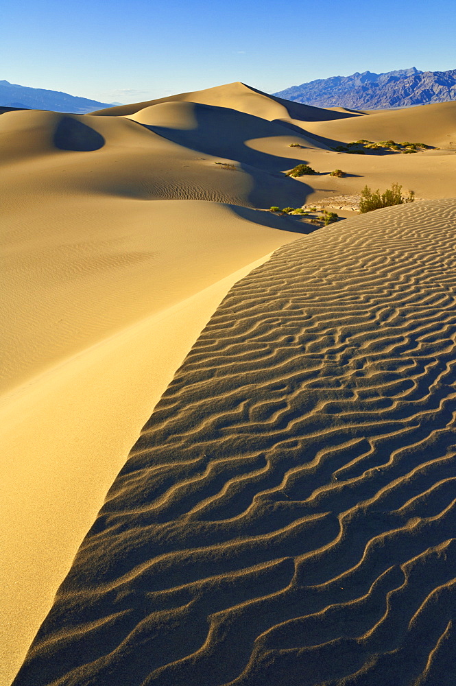 Sand ripples, Mesquite bushes in the mesquite Flats sand dunes, Grapevine Mountains of the Amargosa range behind, Stovepipe Wells, Death Valley National Park, California, United States of America, North America