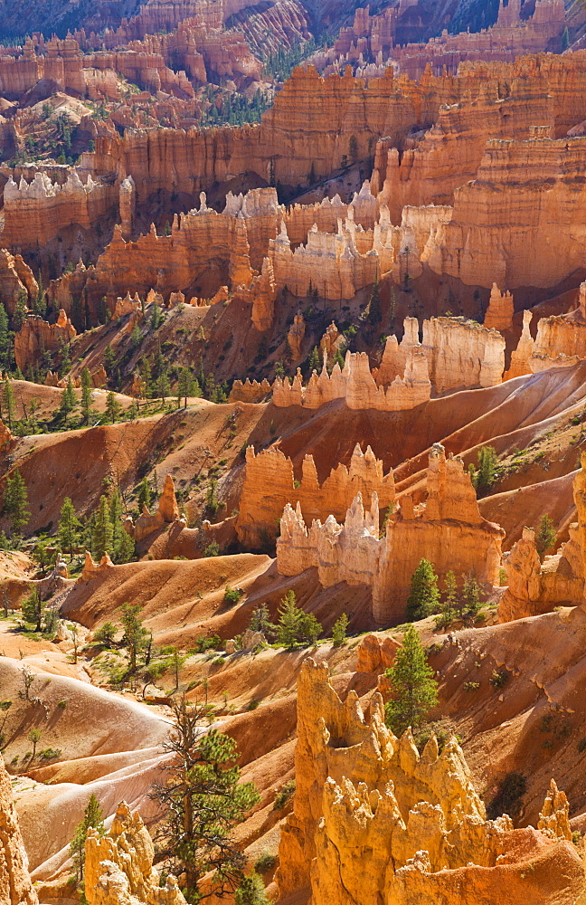 Backlit sandstone hoodoos in Bryce Amphitheater, Bryce Canyon National Park, Utah, United States of America, North America