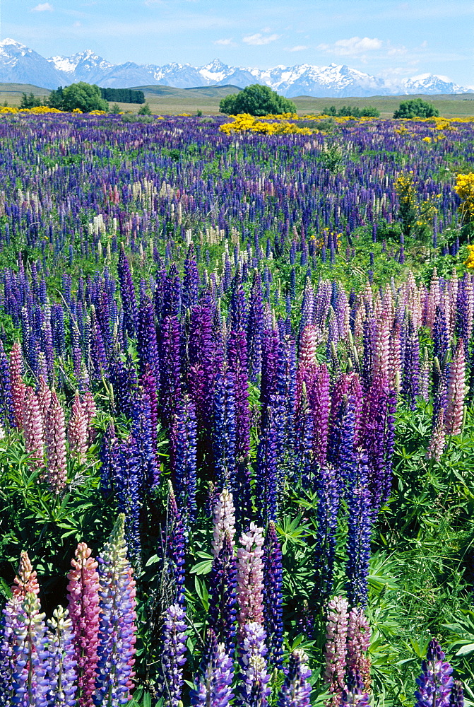 Wild lupins, Mt Cook national park, New Zealand 