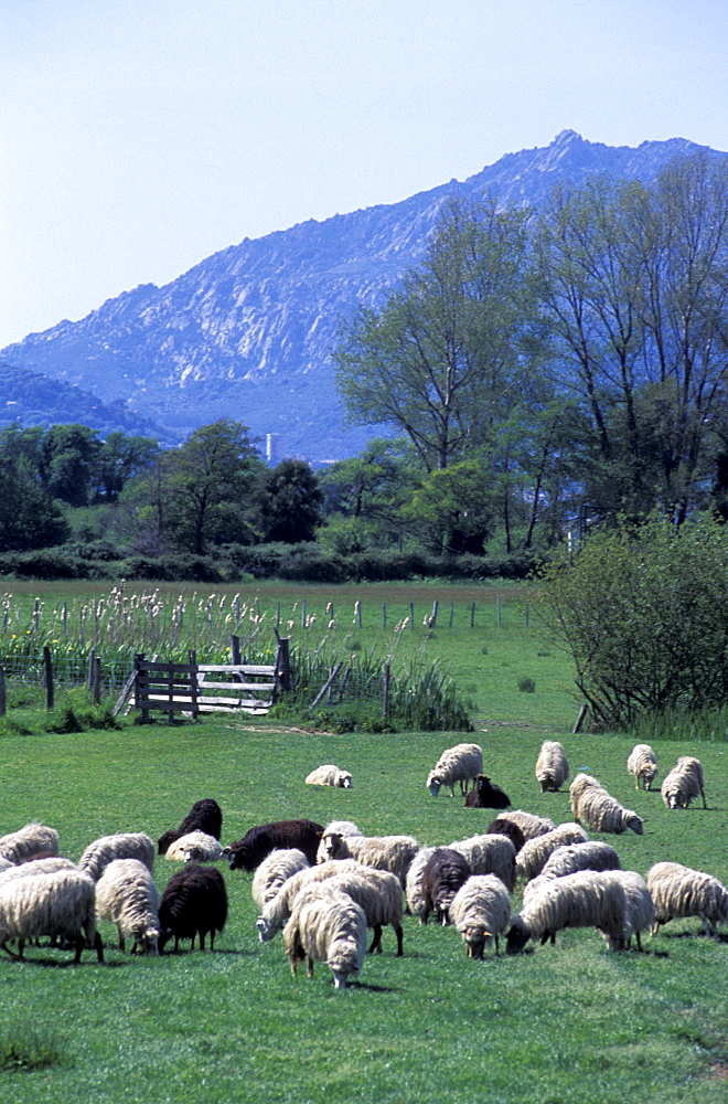 France, Corsica Island, Corse-Du-Sud, Porticcio Vicinity At Spring, Sheep Grazing