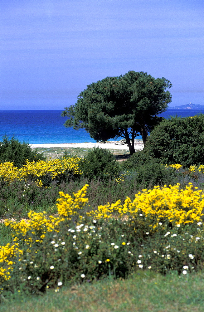 France, Corsica Island, Corse-Du-Sud, Porticcio Vicinity At Spring, Blossoming Broom