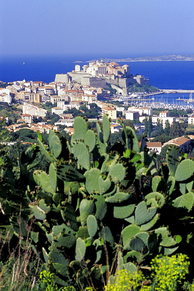 France, Corsica Island, Haute-Corse, Calvi, The Genovese Citadelle, Cactus At Fore