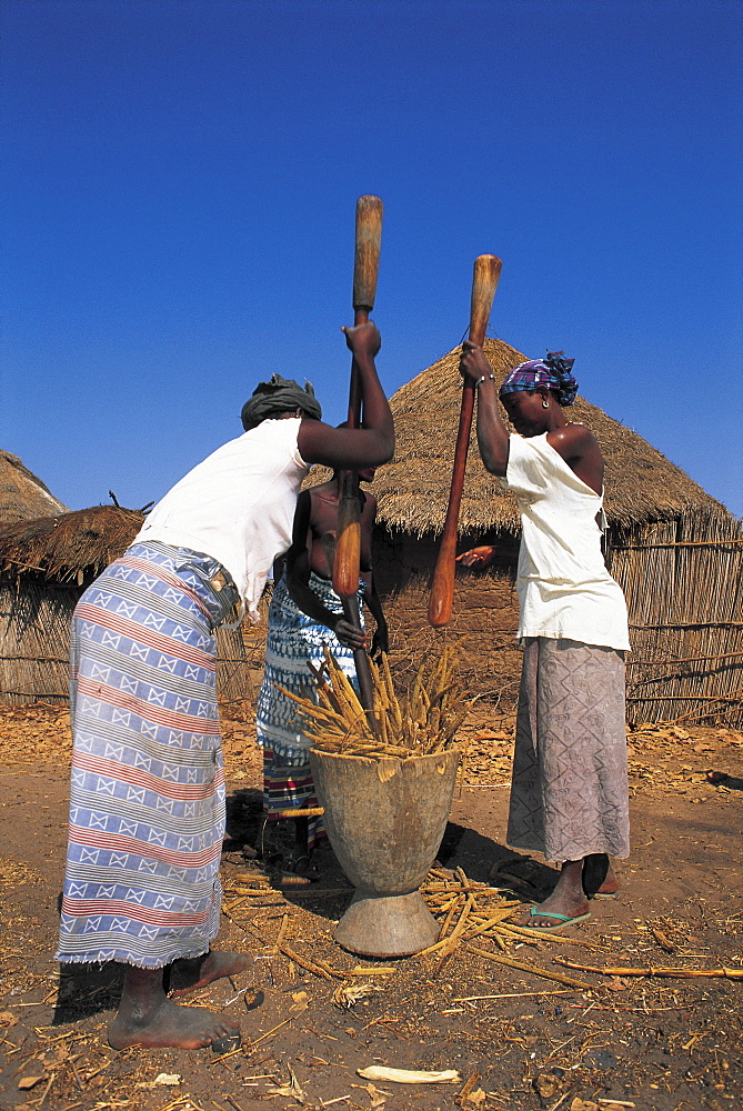 Senegal, Cayor Province, Women Grinding Millet