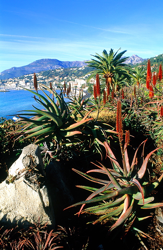 France, Provence Cote D'azur, Alpes Maritimes (06), Menton &, The Bay, Tropical Garden At Fore, 