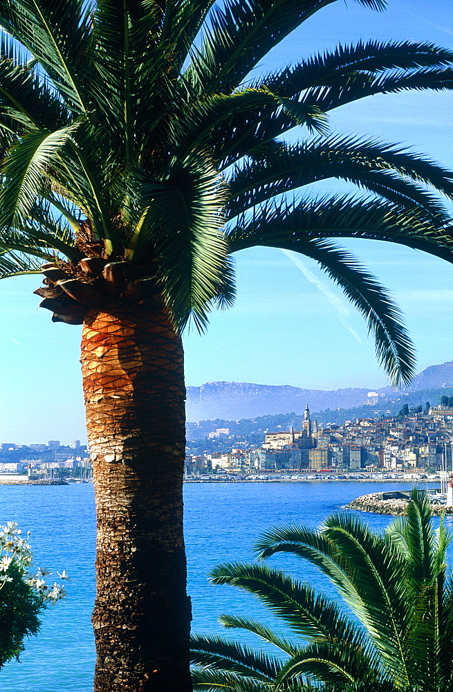 France, Provence Cote D'azur, Alpes Maritimes (06), Menton Bay, Palmes At Fore