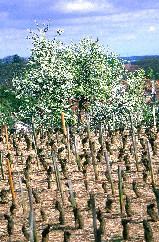 France, Burgondy, Cote D'or (21), Gevreychambertin Vineyard And Blossoming Apple Trees At Spring