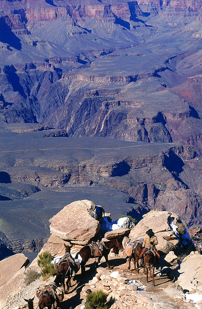 Usa, South West, Arizona, Grand Canyon National Park, South Rim, Mule Caravan Returning From The Colorado River Ranch