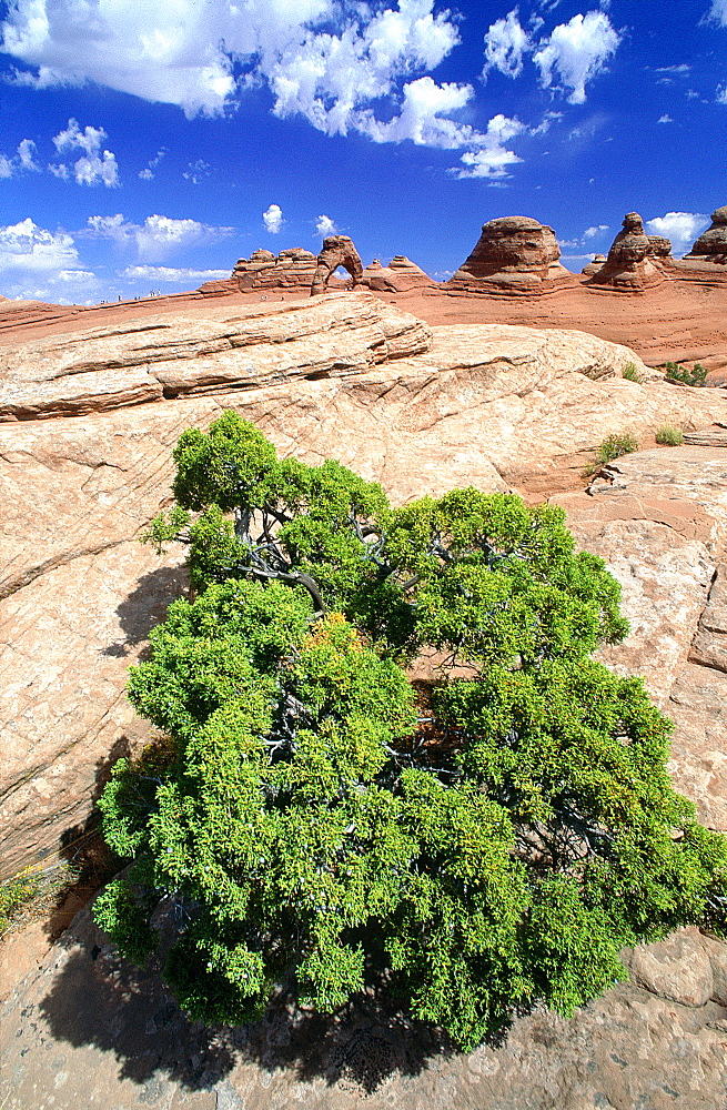 Usa, South West, Utah, Arches National Park, Elegant Arch At Back, Bushes At Fore