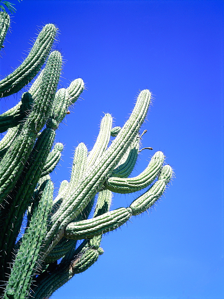 Usa, South West, Arizona, Sonora Desert, Cactus