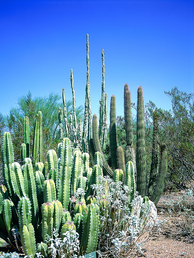 Usa, South West, Arizona, Sonora Desert, Cactus