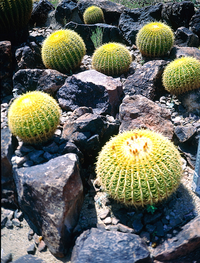 Usa, South West, Arizona, Sonora Desert, Cactus