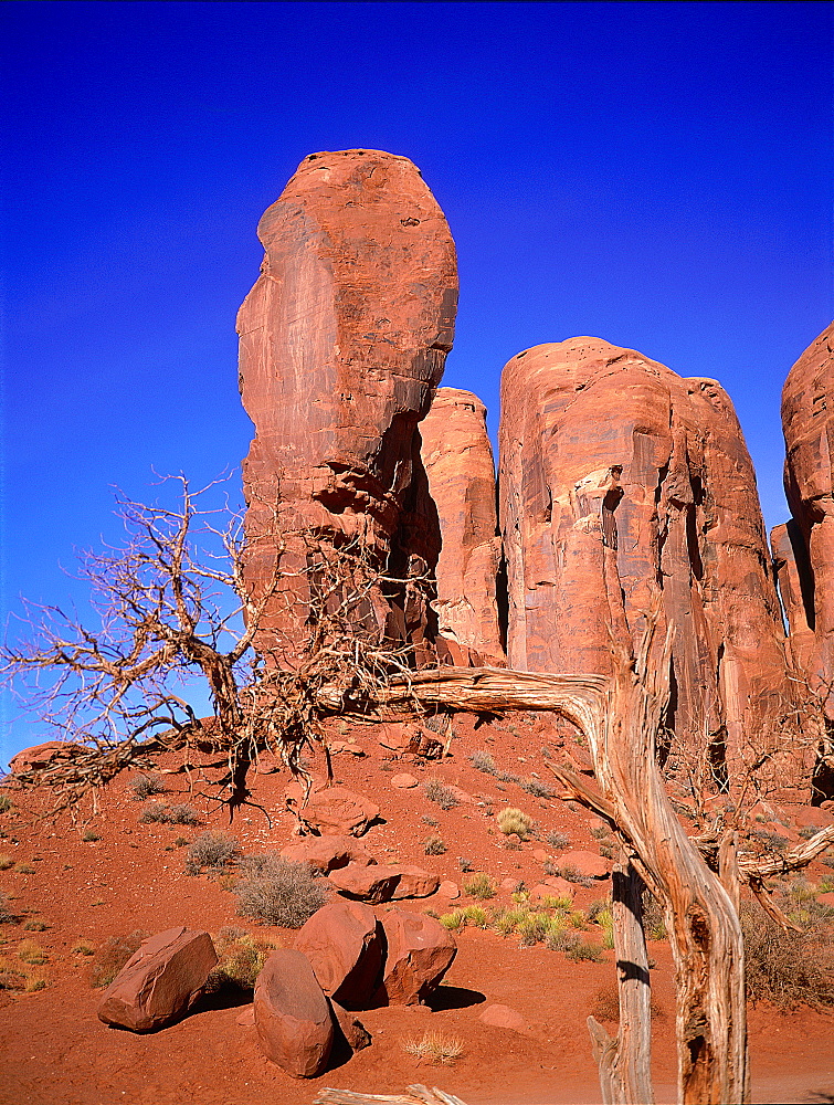 Usa, South West, Arizona & Utah, Navajo Reservation Of Monument Valley, Red Rocks Peaks (Mesas), The Thumb Rock, Dried Cypress At Fore