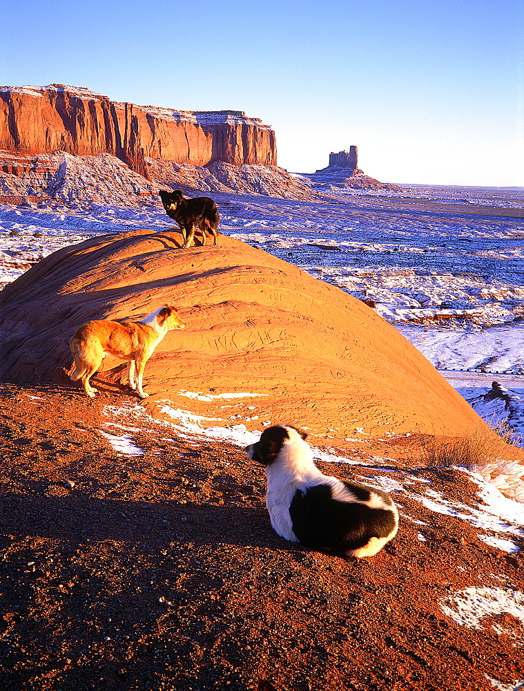 Usa, South West, Arizona & Utah, Navajo Reservation Of Monument Valley, Navajo Dogs At Sunrise