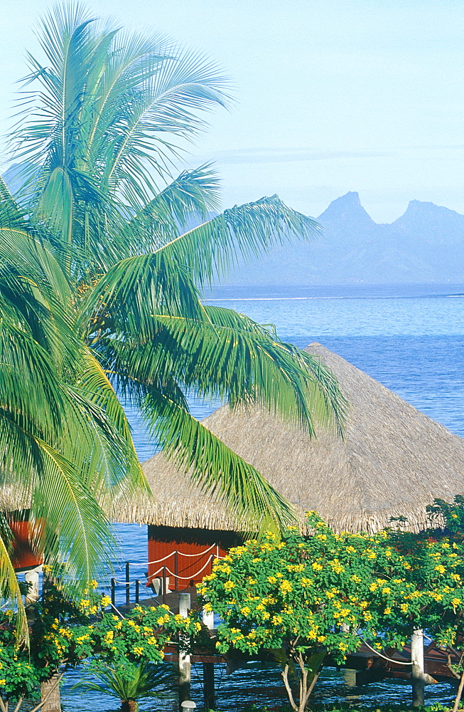 French Polynesia, Windward Islands, Tahiti, Thatched Roof On A Hotel Cabin And Palm, Moorea Island At Back