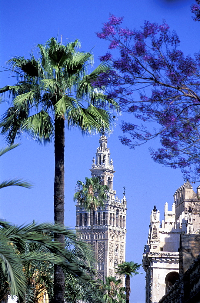 Spain, Andaloucia, Sevilla, La Giralda Tower & Palme At Fore