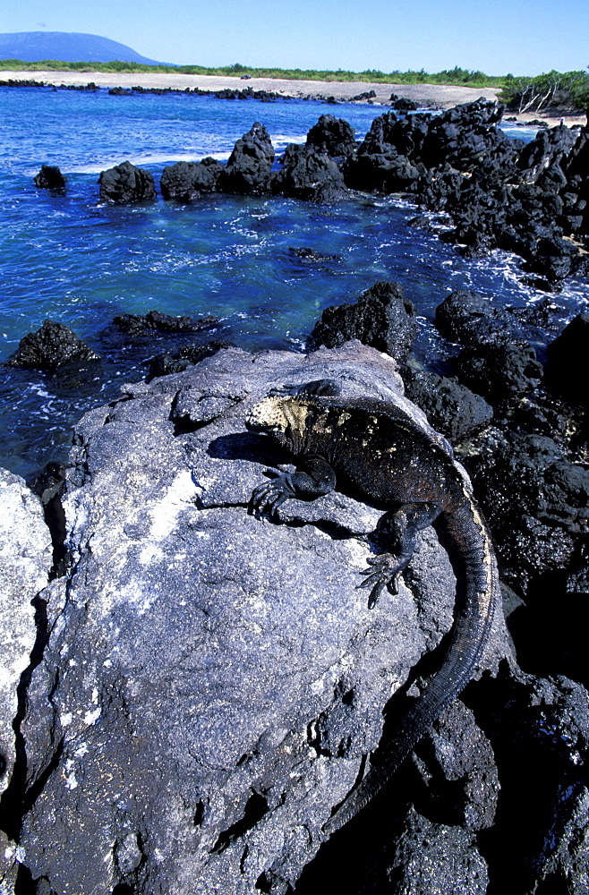 Ecuador, Galapagos Archipelago, Cruise On Board Of Ms Santa Cruz, Espanola Island, Punta Soares, 