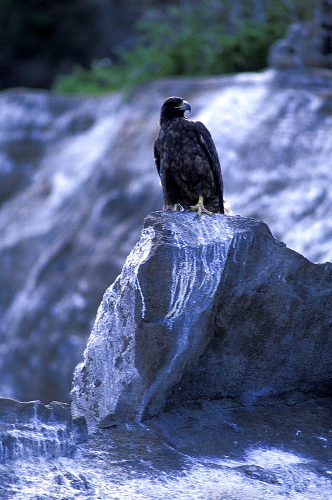 Ecuador, Galapagos Archipelago, Cruise On Board Of Ms Santa Cruz, Isabella Island, Tagus Cove, Galapagos Hawk (Buteo Galapagoensis)