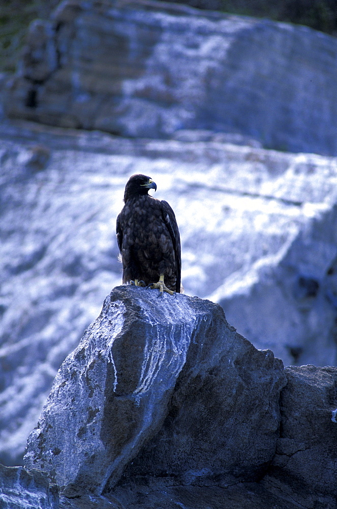 Ecuador, Galapagos Archipelago, Cruise On Board Of Ms Santa Cruz, Isabella Island, Tagus Cove, Galapagos Hawk (Buteo Galapagoensis)