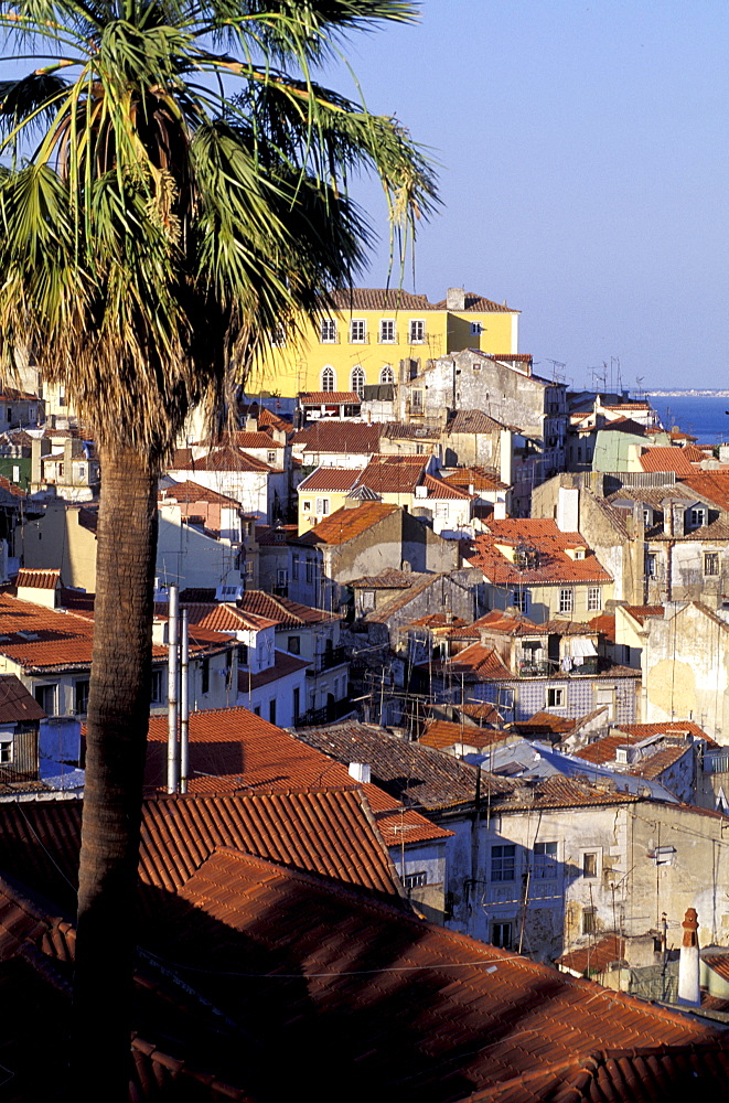 Portugal, Lisbon, Overview On The City (Alfama) From St Georges Castle  Road (Castello Sao Jorge), Palme At Fore