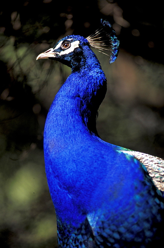 Portugal, Lisbon, Castello Sao Jorge (St Georges Castle), Peacock