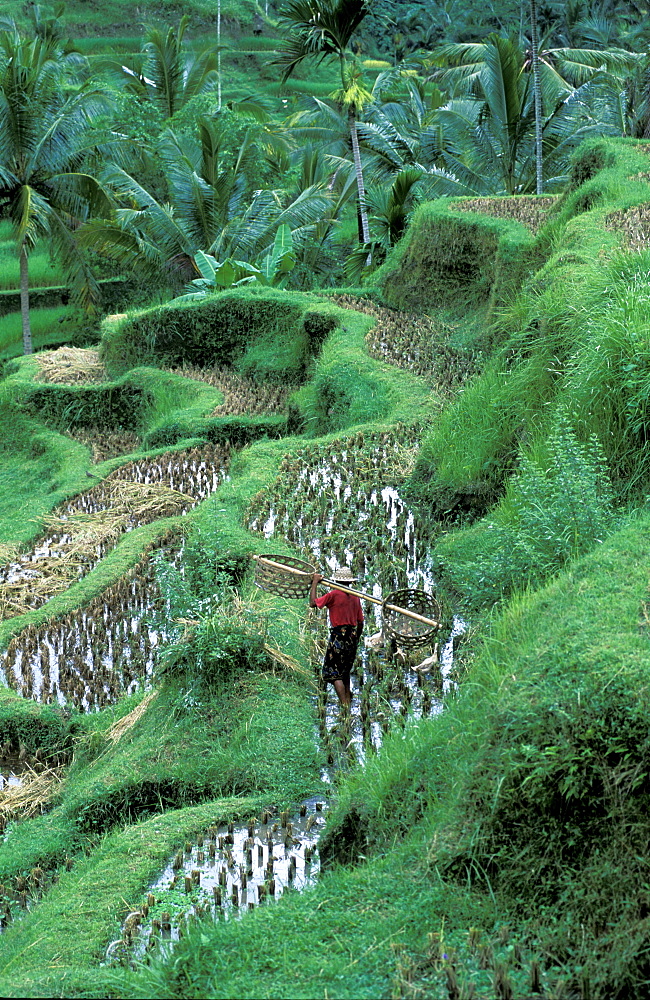 Indonesia, Bali Island, The Ricefields, 