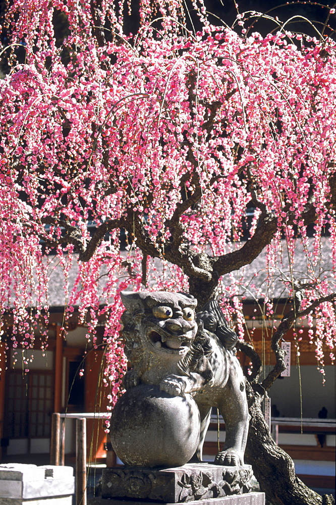 Kanzeon Temple in spring, Okinawa, Japan, Asia