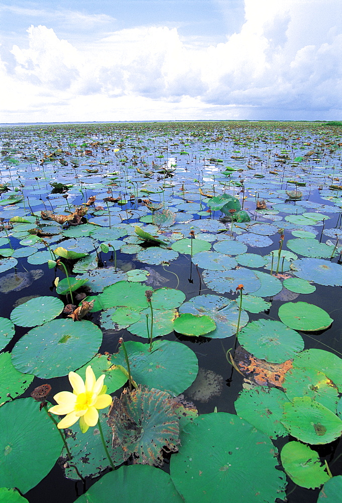 Lake Okeechobee, Florida, USA, North America