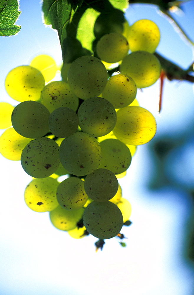 Bunch of white Chardonnay grapes, Marne, Champagne, France, Europe