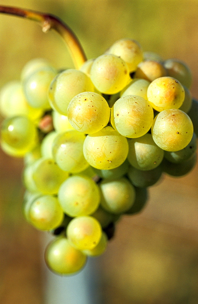 Chardonnay vineyards in Cote des Blancs near Epernay, (some are property of Perrier Jouet Company), Haute Marne, France, Europe