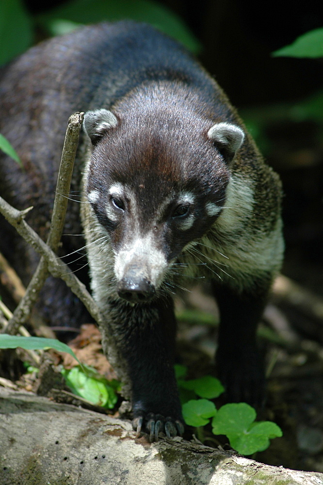 Lake Arenal National park, Costa Rica, Central America