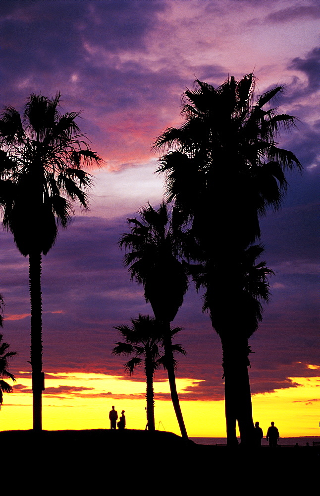 Los Angeles, California, Usa Venice, Beach & Palms At Sunset