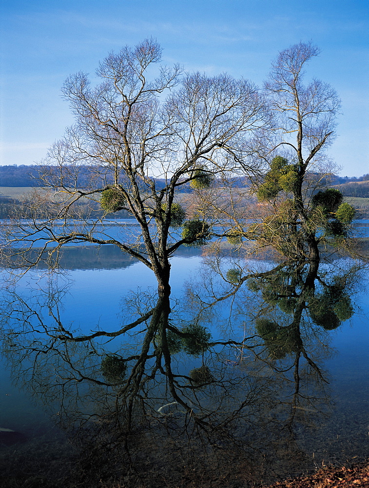 River Yonne In Winter, Burgundy, France