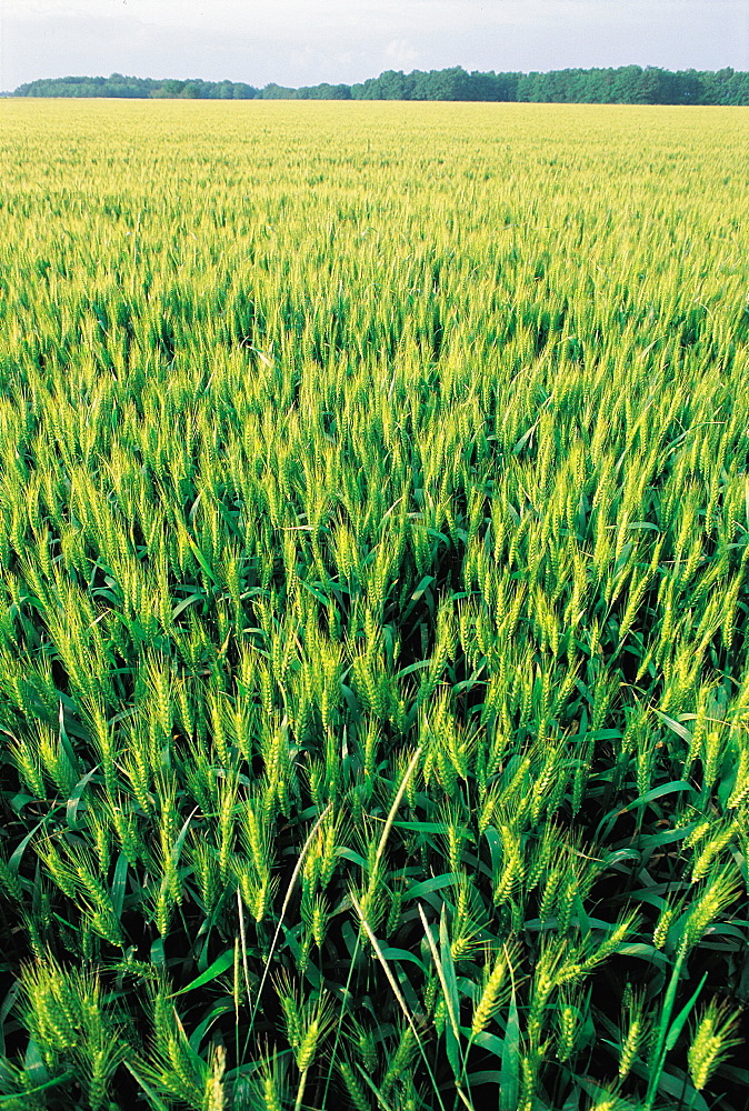 Barley Field, Normandy, France