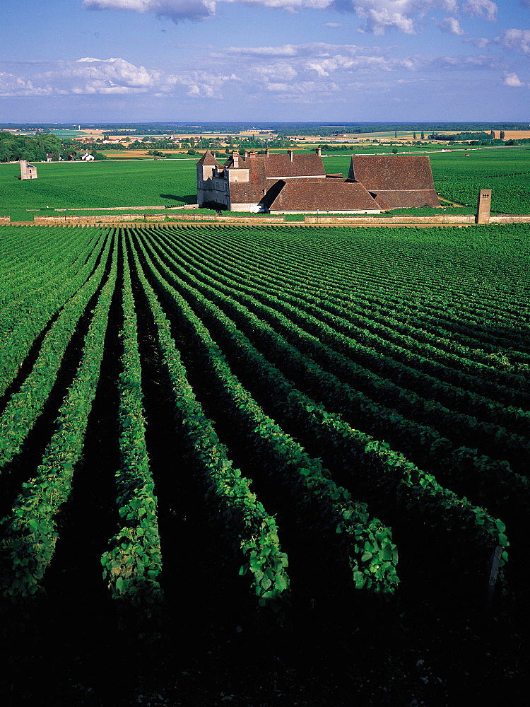 Clos Vougeot, Vineyard In Summer, Burgundy, France