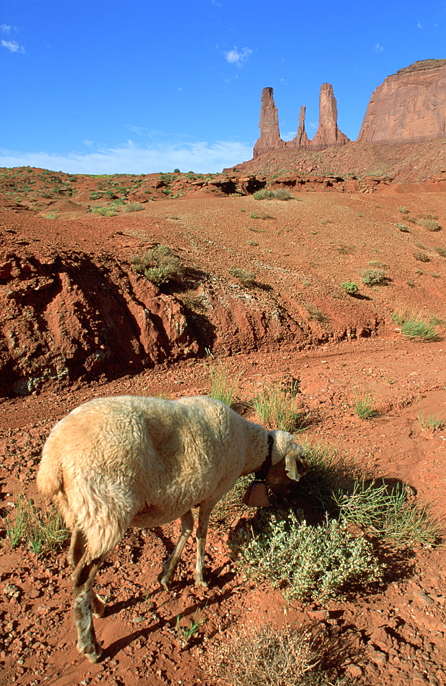 Usa, Utah, Monument Valley, The Three Sisters & Sheep Grazing