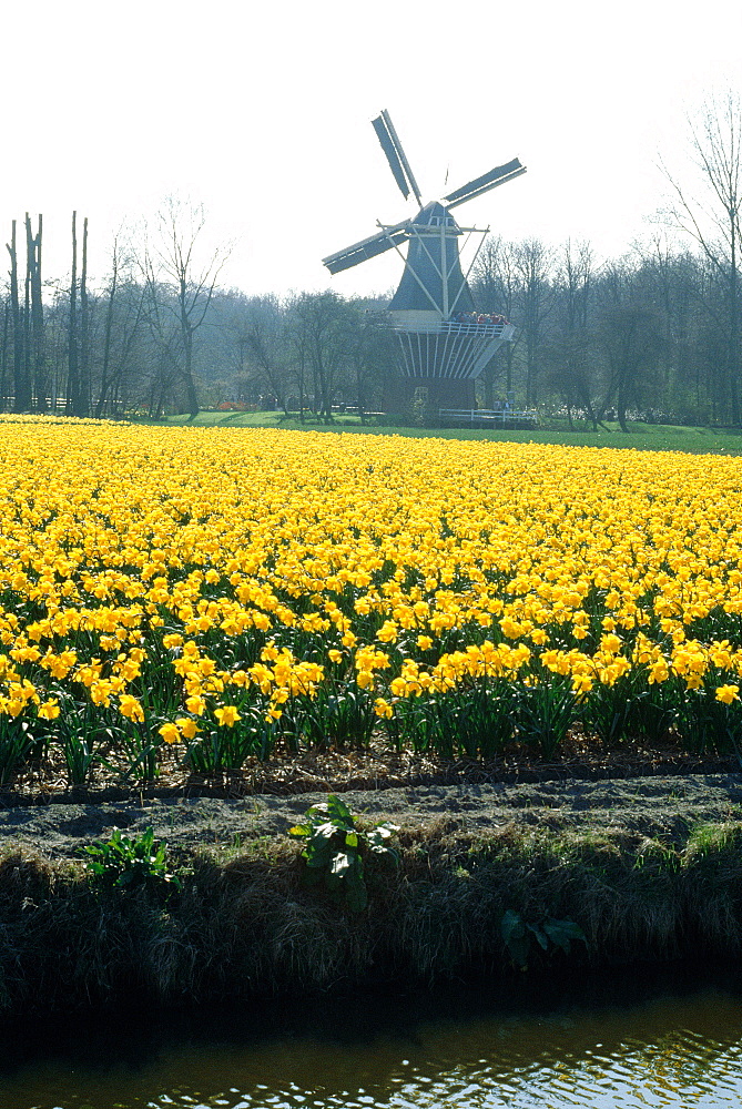 Netherlands, Country, Keukenhof Flowers Fields At Spring (Daffodils And Tulips) And Windmill