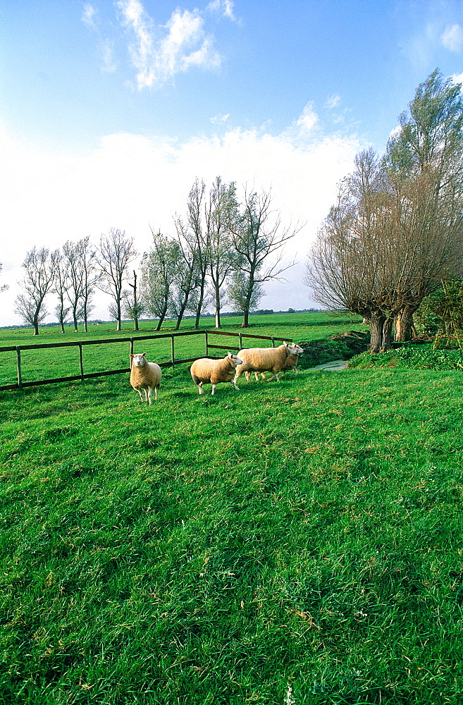 Netherlands, Country, Broek-En-Waterland, Sheep Grazing