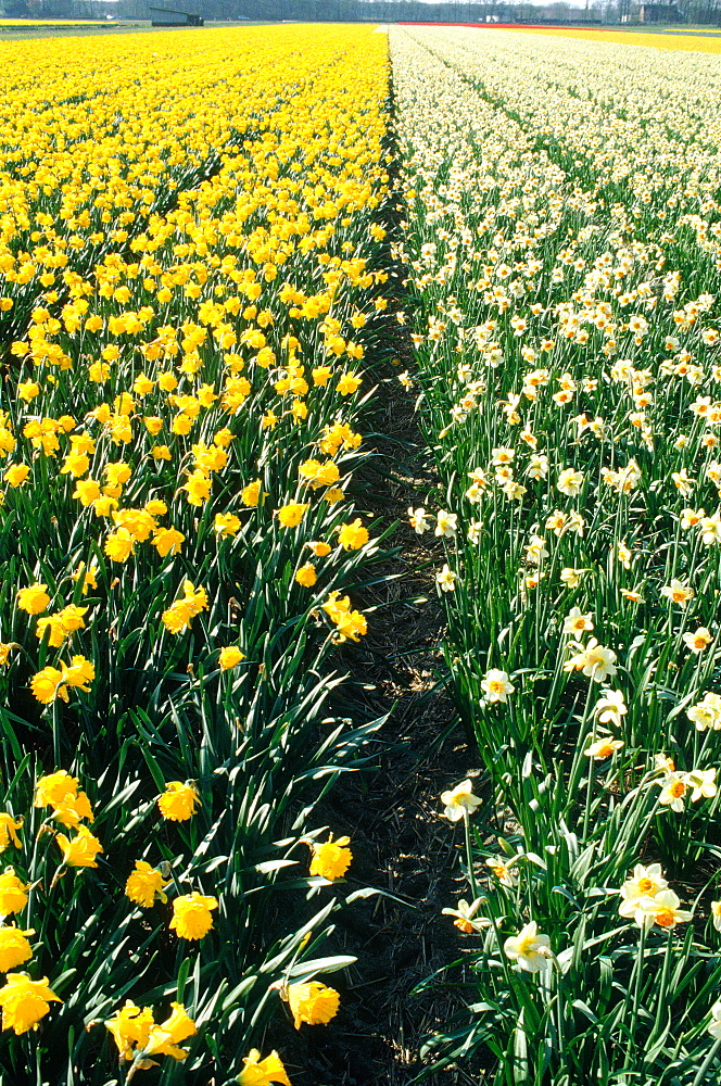 Netherlands, Country, Keukenhof Flowers Fields At Spring (Daffodils)