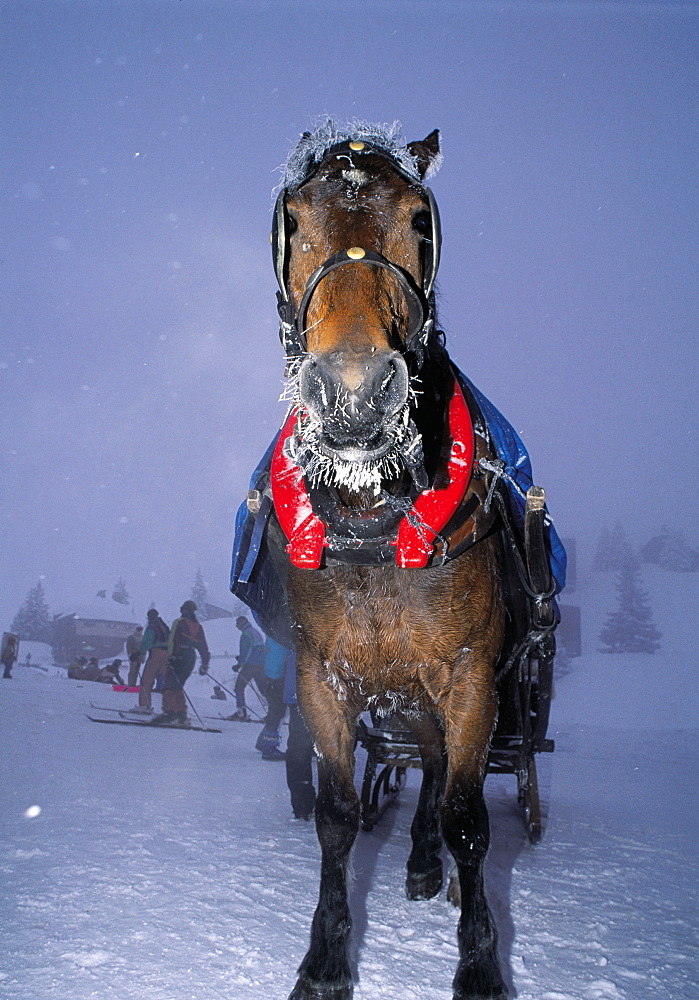 France, Alps, Avoriaz Horse