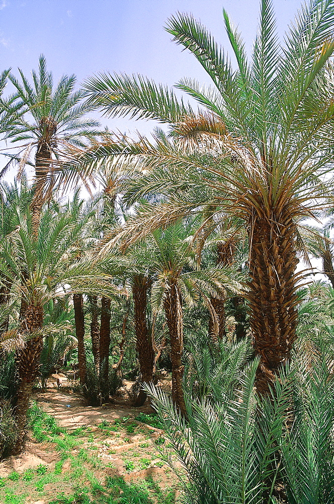 Algeria, Sahara, Tassili M'ajjer, Oasis Of Djanet, Palm Grove 